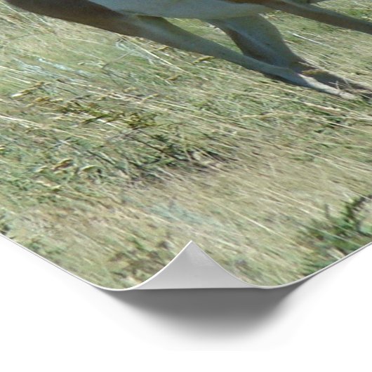 A13 Pronghorn Antelope Buck Poster (Hoek)