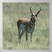 A13 Pronghorn Antelope Buck Poster (Voorkant)
