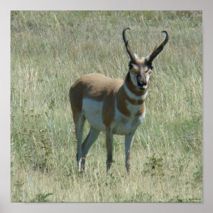 A13 Pronghorn Antelope Buck Poster