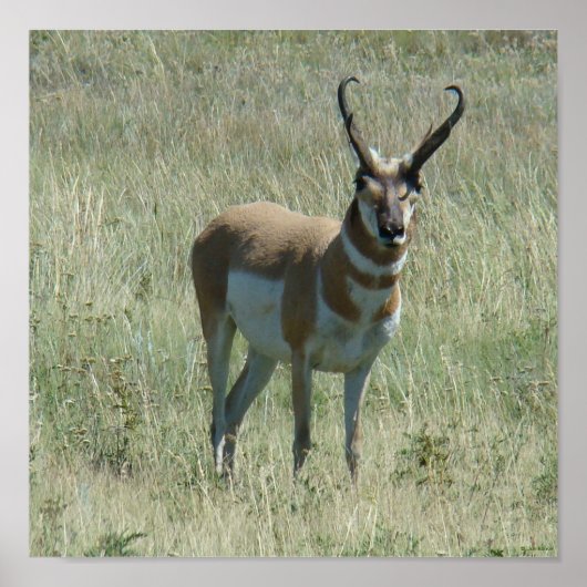 A13 Pronghorn Antelope Buck Poster (Voorkant)