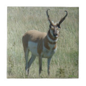A13 Pronghorn Antelope Buck Tegeltje (Voorkant)