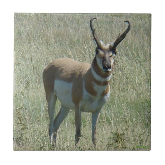 A13 Pronghorn Antelope Buck Tegeltje (Voorkant)