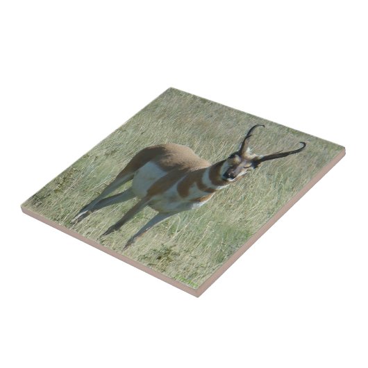 A13 Pronghorn Antelope Buck Tegeltje (Zijkant)