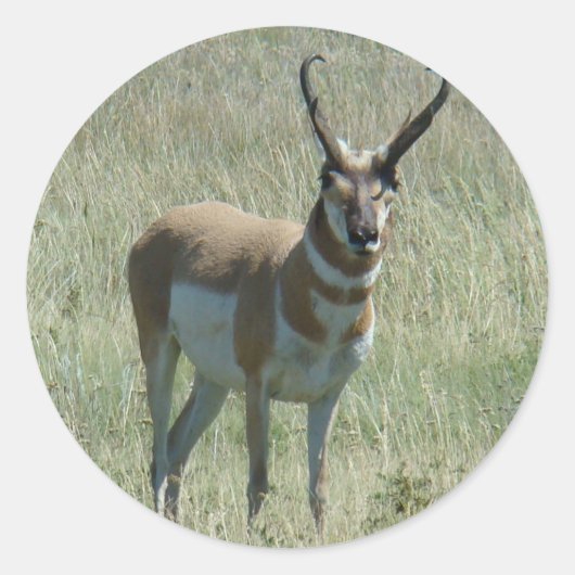 A13 Pronghorn Antelope Ronde Sticker (Voorkant)
