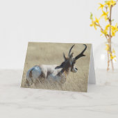 A14 de Bok van de Zonneschijn van de Antilope van Kaart (Gele Bloem)