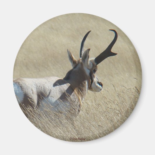 A14 Gaffelantilope Zonneschijn Bok Magneet (Voorkant)