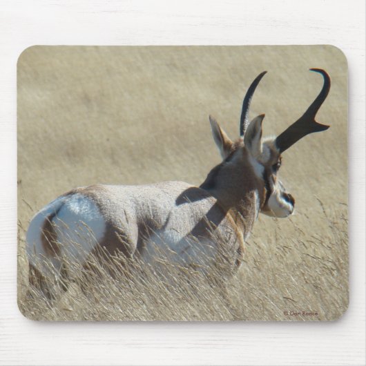 A14 Gaffelantilope Zonneschijn Bok Muismat (Voorkant)