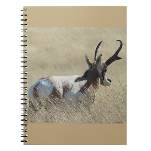 A14 Gaffelantilope Zonneschijn Bok Notitieboek (Voorkant)