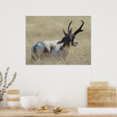 A14 Gaffelantilope Zonneschijnbok Poster (Keuken)