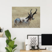 A14 Gaffelantilope Zonneschijnbok Poster (Thuiskantoor)