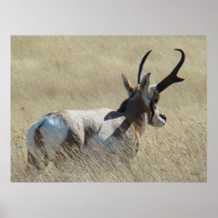 A14 Gaffelantilope Zonneschijnbok Poster