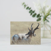 A14 Pronghorn Antelope Sunshine Buck Briefkaart (Staand voorkant)