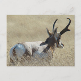 A14 Pronghorn Antelope Sunshine Buck Briefkaart