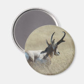 A14 Pronghorn Antelope Sunshine Buck Magneet (Voorkant / Achterkant)