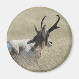 A14 Pronghorn Antelope Sunshine Buck Magneet