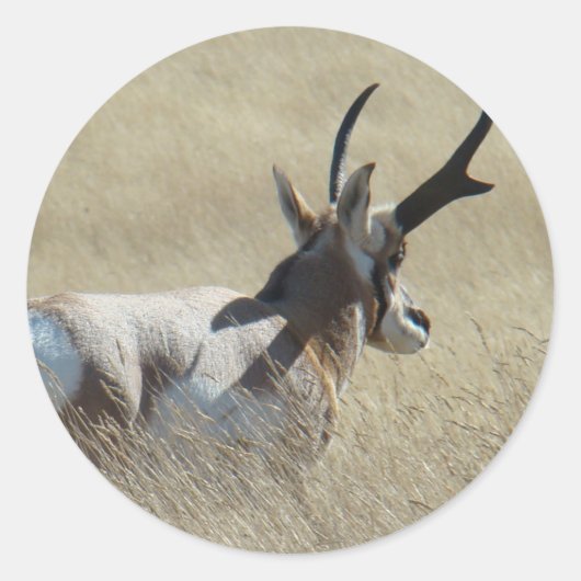 A14 Pronghorn Antelope Sunshine Buck Ronde Sticker (Voorkant)