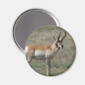 A15 Gaffelantelope Onbeleefde Bok Magneet (Voorkant / Achterkant)