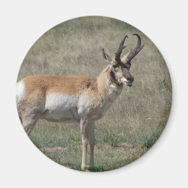 A15 Gaffelantelope Onbeleefde Bok Magneet