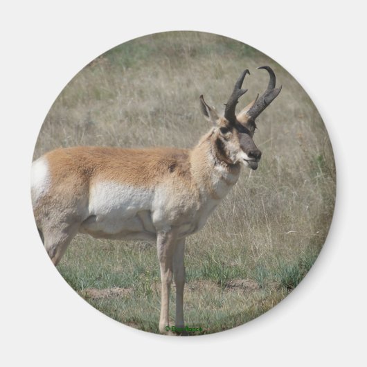 A15 Gaffelantelope Onbeleefde Bok Magneet (Voorkant)