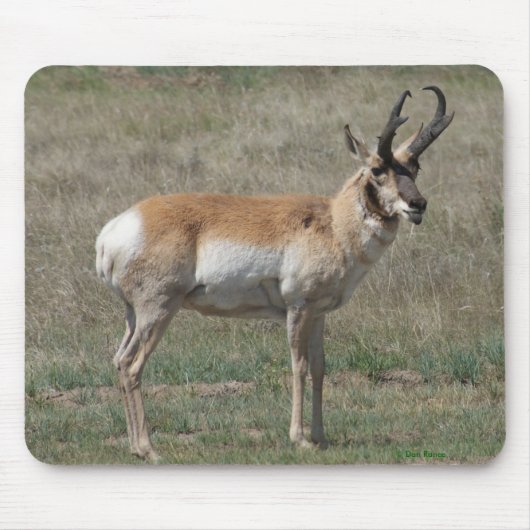 A15 Gaffelantelope Onbeleefde Bok Muismat (Voorkant)