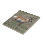 A15 Gaffelantilope onbeleefde bok Tegeltje (Zijkant)