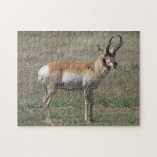 A15 Gaffelantilope Ruwe Bok Legpuzzel