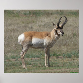 A15 Gaffelbok Ruwe Bok Poster