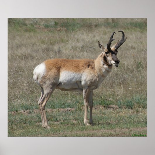 A15 Gaffelbok Ruwe Bok Poster (Voorkant)