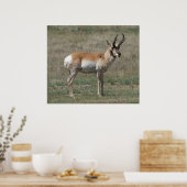 A15 Gaffelbok Ruwe Bok Poster (Keuken)