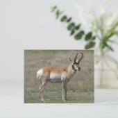 A15 Pronghorn Antelope Rude Buck Briefkaart (Staand voorkant)