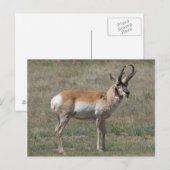 A15 Pronghorn Antelope Rude Buck Briefkaart (Voorkant / Achterkant)