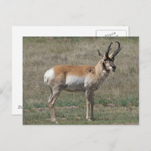 A15 Pronghorn Antelope Rude Buck Briefkaart (Voorkant / Achterkant)