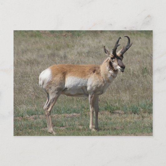 A15 Pronghorn Antelope Rude Buck Briefkaart (Voorkant)