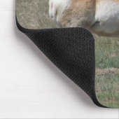 A15 Pronghorn Antelope Rude Buck Muismat (Hoek)