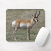 A15 Pronghorn Antelope Rude Buck Muismat (Met muis)