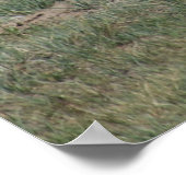 A15 Pronghorn Antelope Rude Buck Poster (Hoek)