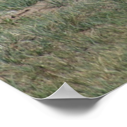 A15 Pronghorn Antelope Rude Buck Poster (Hoek)