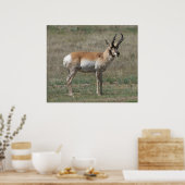 A15 Pronghorn Antelope Rude Buck Poster (Keuken)