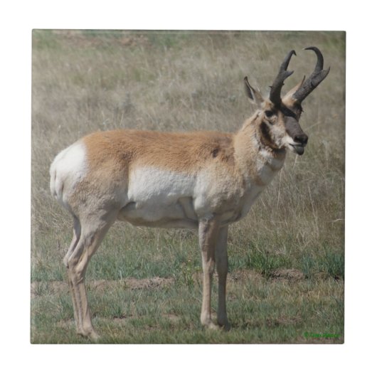 A15 Pronghorn Antelope Rude Buck Tegeltje (Voorkant)