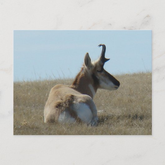 A16 Pronghorn Antelope Napping Briefkaart (Voorkant)