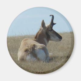 A16 Pronghorn Antelope Napping Magneet