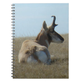 A16 Pronghorn Antelope Napping Notitieboek