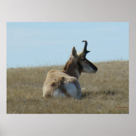 A16 Pronghorn Antelope Napping Poster