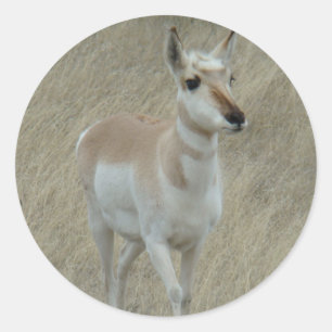 A17 Gaffelantilope Jong Ronde Sticker