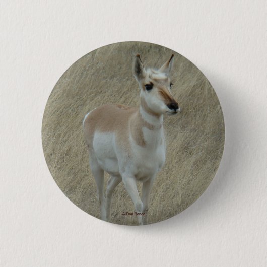 A17 Pronghorn Antelope Ronde Button 5,7 Cm (Voorkant)