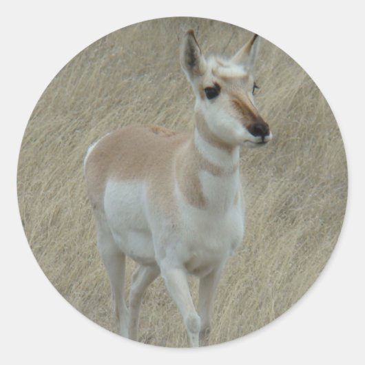 A17 Pronghorn Antelope Youngster Ronde Sticker (Voorkant)