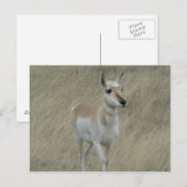 A17 Young Pronghorn Antelope Briefkaart (Voorkant / Achterkant)