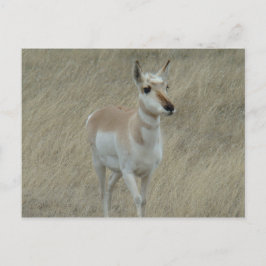 A17 Young Pronghorn Antelope Briefkaart
