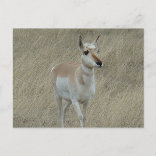A17 Young Pronghorn Antelope Briefkaart (Voorkant)