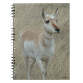 A17 Young Pronghorn Antelope Notitieboek